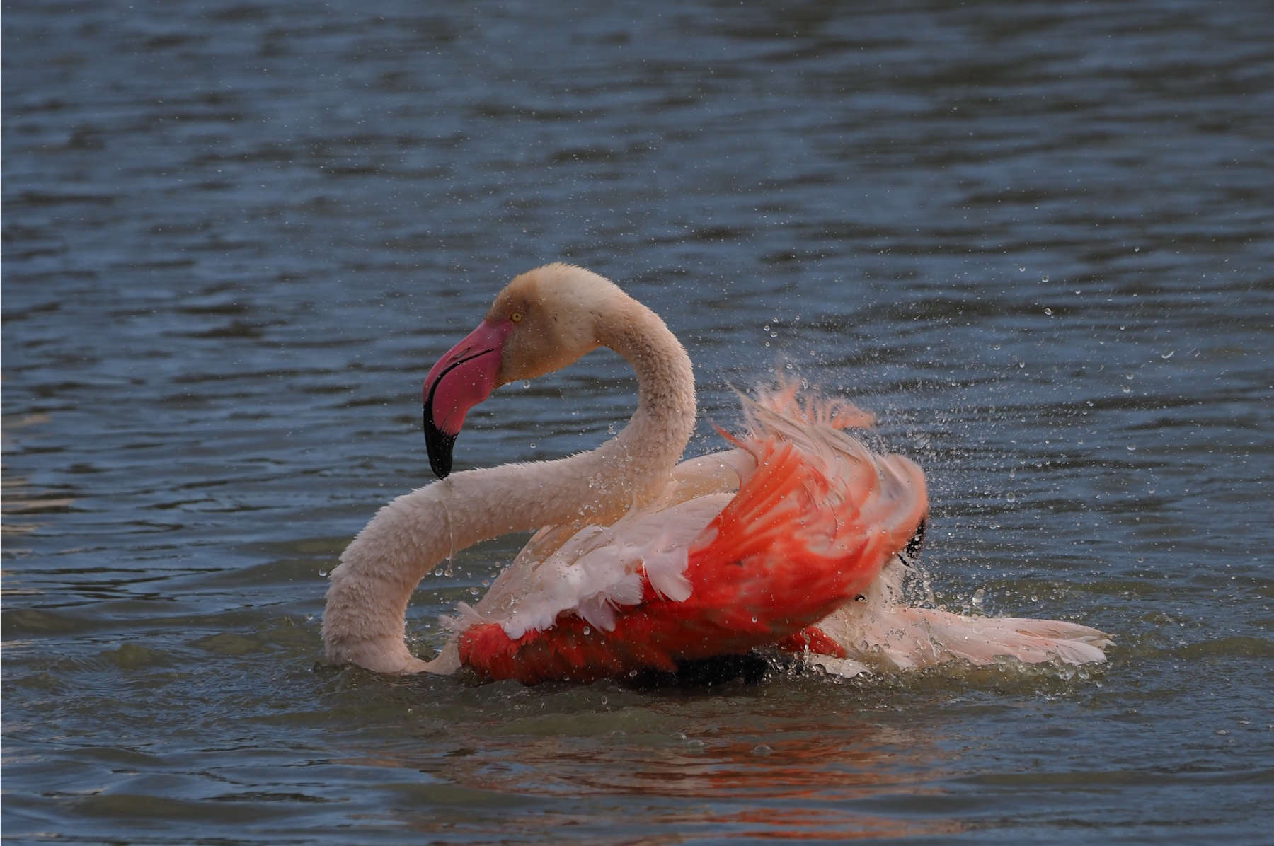 Flamingo in Camargue gaat uitgebreid in bad - Christoffel Klimbie portfolio